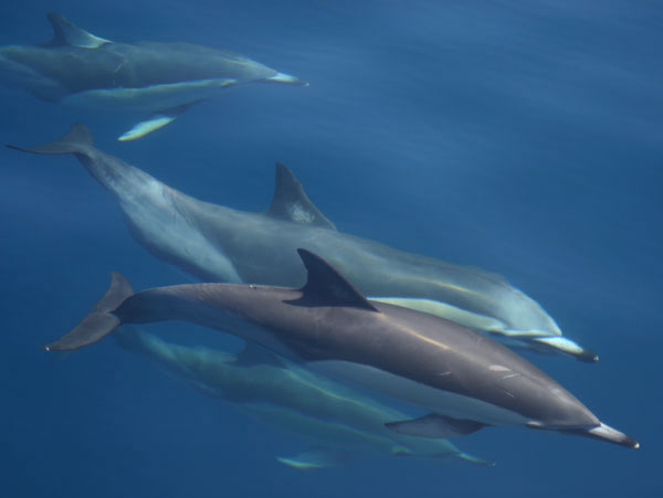 Dolphins Under The Water